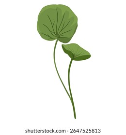 Vetor foliar minimalista centella asiatica, planta centella asiatica, cuidados faciais, plantas medicinais naturais à base de plantas
