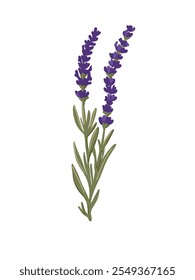 composição minimalista de rampas de lavanda floridas