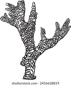 Minimalist coral yongei illustration - Isolated balck and white handdrawn  vector