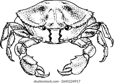 Minimalist crab illustration in stripped sketch style for seafood menu packaging restaurant branding educational materials and culinary visuals Vector illustration