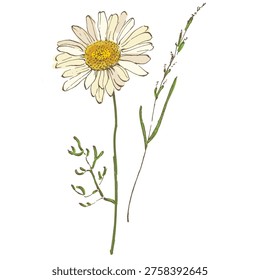 Minimalist Daisy Flower Vector Illustration Isolated on White. Elegant Chamomile Floral Icon for Spring Design, Wedding Invitation, and Botanical Decor