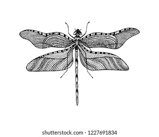 Minimalist elegant Dragonfly logo design with line art style
