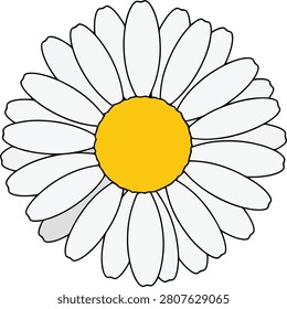 Minimalist Flat Daisy Flower With White Petals and Yellow Center Blooming Alone on a Clean White Background