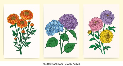 Minimalist flower collection of Marigold, Chrysanthemum And Hydrangea - Hand-Drawn Botanical Illustrations for Prints, Flyers, Banners, Invitations, Branding Design, Covers And Home Decoration