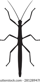 Minimalist graphic of a Phasmatodea insect against a blank canvas for graphic design use. Ideal for educational or biological concepts.