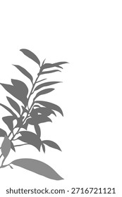 Gris minimalista con elegantes sombras de hojas en el lateral. Superposición estética de sombras de plantas para la presentación de productos, Plantillas de redes sociales y conceptos modernos de diseño de interiores.