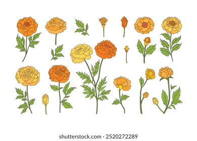 Minimalist Hand Drawn Flower Set – Botanical Illustration of Marigold Stems and Leaves for Floral Design, Wedding Invitations, and Home Decor