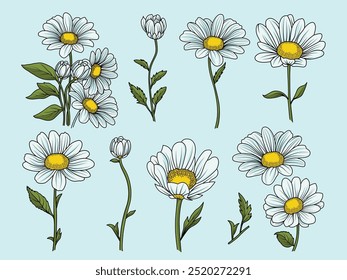 Minimalist Hand Drawn Flower Set – Botanical Illustration of Daisy Stems and Leaves for Floral Design, Wedding Invitations, and Home Decor