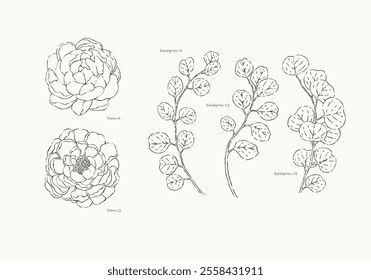 minimalist hand drawn illustration featuring Eucalyptus and Peony. Combining the delicate, flowing lines of Peony blooms with the elegant simplicity of Eucalyptus leaves