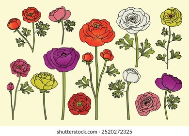 Minimalist Hand Drawn Ranunculus Flower Set – Botanical Illustration of Buttercup Stems and Leaves for Floral Design, Wedding Invitations, and Home Decor