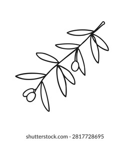 A minimalist hand drawn vector sketch of an olive tree branch featuring slender leaves and two small olives on a clean white background