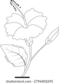 Minimalist hibiscus flower outline vector illustration featuring a clean and elegant line art design. This beautiful floral icon is ideal for botanical projects, nature-themed designs, gardening brands, beauty products, wedding invitations, decorative artwork, websites, mobile applications, and user interface elements. Isolated on a white background with scalable vector quality and editable strokes.