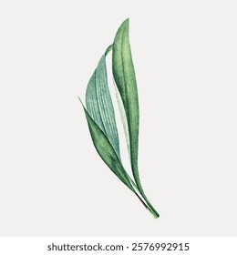 Minimalist illustration of green leaves. Simple leaves on a white background. Botanical art with elegant green leaves. Nature-inspired green leaves design. Vintage botanical illustration, vector.