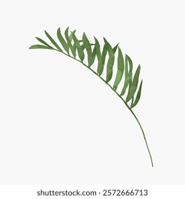 Minimalist illustration of a green palm leaf on a white background. The palm leaf is simple and elegant, with a natural green hue. Botanical art style. Doodle vector illustration isolated on white.