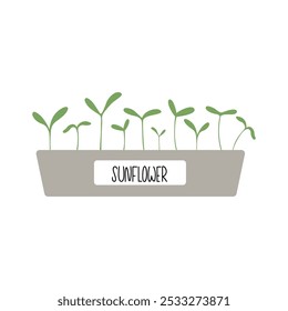 Minimalist illustration of sunflower microgreens in a plastic box. Eco friendly farming concept
