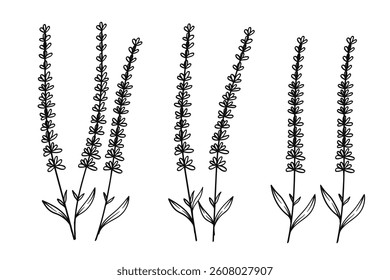 Minimalist Lavender Line Art Floral Illustration.This botanical artwork features simple yet elegant floral elements, 