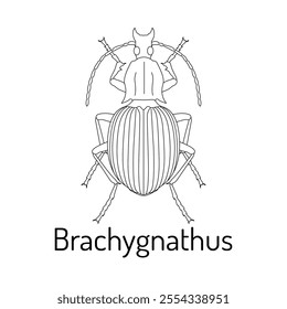 Minimalist line art of Brachygnathus beetle, a unique insect species. Perfect for educational resources, scientific studies, entomology projects, and natural history illustrations.