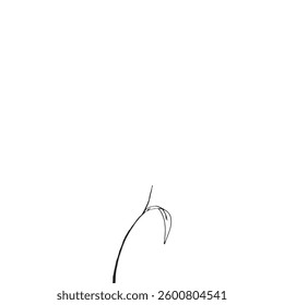  a minimalist line art illustration of a single plant, with a black line against a white background, focusing on simplicity and detail.