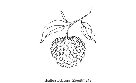 Minimalist line art of lychee, focusing on simple hand-drawn contours, white background, clean and elegant representation