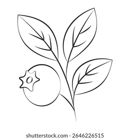 Minimalist Line Drawing of Blueberry Branch