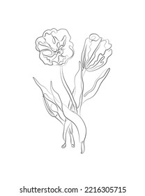 Minimalist line drawing of tulip flowers and leaves. Modern botanical prints, T-shirt design, packing, home decor, wall art posters.