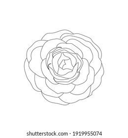 Minimalist line flower. Botanic decoration vector element. Graphic sketch. 