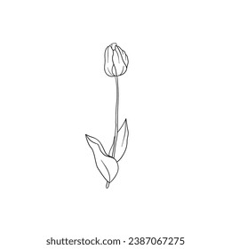 Minimalist linear tulip flower art. Small natural blossom leaves element, fine line floral tattoo sketch. Vector design