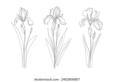 Minimalist one line drawing of abstract iris flower set. Elegant floral sketch for posters, print, tattoo. Vector illustration