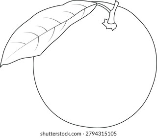 Minimalist orange fruit outline vector illustration featuring a clean and modern line art design. This simple citrus fruit icon is perfect for food packaging, healthy lifestyle branding, organic products, grocery stores, juice labels, restaurant menus, nutrition infographics, mobile applications, and website designs. Isolated on a white background with scalable vector quality and editable strokes.