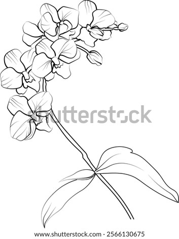 Minimalist Orcid flower tattoo drawings, Orcid lily flower coloring pages for kids, hand-drawn Orchid flowers, small Orcid flower tattoo drawings