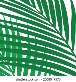 Minimalist palm leaf vector illustration
