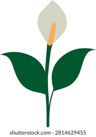 Minimalist Peace Lily Flower Vector Illustration with Green Leaves and Yellow Spadix