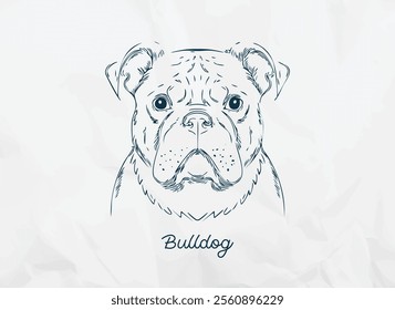 A minimalist pen doodle sketch illustration on paper of a serious yet adorable bulldog in hand-drawn line art. Perfect for greeting cards, social media, printables, posters, or pet photos frames.