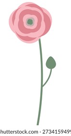 Minimalist pink flower ranunculus vector illustration isolated on white background. Simple floral element for spring designs, cards, logos, and children projects.