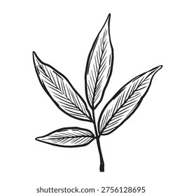 Minimalist Plantinspired Label Design. Simple And Clean Botanical Illustration For Product Packaging