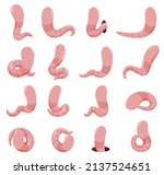 Minimalist simple faceless pink worms set vector flat illustration. Collection cartoon funny earthworm childish characters in different poses isolated. Fishing bait, soil crawlers, bugs back view