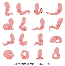 Los gusanos simples, minimalistas y sin rostro, de color rosado establecen una ilustración plana vectorial. Colección de dibujos animados graciosos personajes infantiles de lombrices de tierra en diferentes poses aisladas. Cerdo de pesca, arrastradores del suelo, visión posterior de los bichos