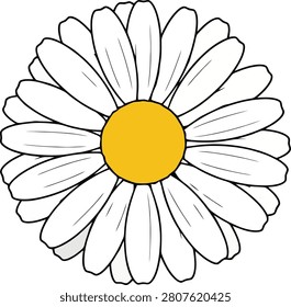 Minimalist Single Blooming Daisy With White Petals and Yellow Center on Plain White Background Surface