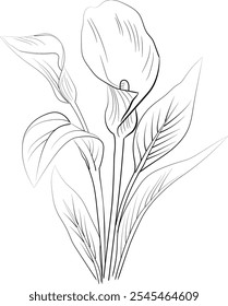 Minimalist single calla flower drawings, calla flower vector art, drawing outline calla flower tattoo, small calla flower tattoo, ink illustration clipart isolated on white background