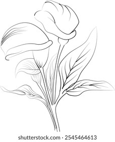 Minimalist single calla flower drawings, calla flower vector art, drawing outline calla flower tattoo, small calla flower tattoo, ink illustration clipart isolated on white background