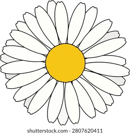 Minimalist Single White Daisy Flower With Yellow Disk Florets Isolated on Plain White Background for Simple Nature Decor