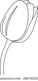 Minimalist Spring Tulip Flower Bud Beginning to Bloom With Clean Lines Isolated on a Blank White Background
