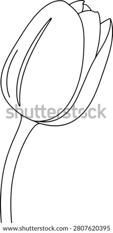 Minimalist Spring Tulip Flower Bud Beginning to Bloom With Clean Lines Isolated on a Blank White Background