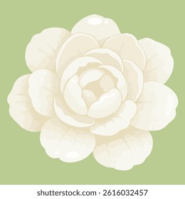 Minimalist top view vector of a white jasmine flower on pastel green background.
Perfect for botanical themes, Thai floral design, and elegant nature illustrations.
