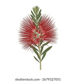 Minimalist vector illustration of Adenanthos in red, green, and gold with full plant, leaves, and flowers on white background.