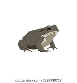 Minimalist Vector Illustration of a Brown Common Toad Isolated on White Background for Graphic Design