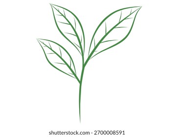 Ramas de hoja verde de Ilustración vectorial minimalista dibujadas con líneas curvas delgadas. Arte botánico simple de la línea que representa la naturaleza, el crecimiento y la frescura, conveniente para el diseño, logotipo.
