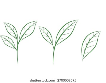 Ramas de hoja verde de Ilustración vectorial minimalista dibujadas con líneas curvas delgadas. Arte botánico simple de la línea que representa la naturaleza, el crecimiento y la frescura, conveniente para el diseño, logotipo.