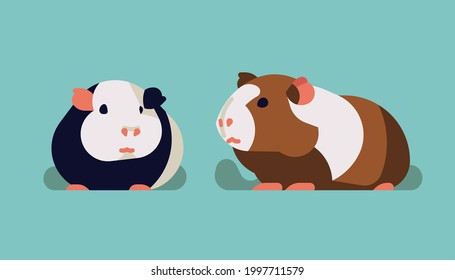 Minimalist vector illustration on domestic guinea pigs. Pet cavies flat style design elements