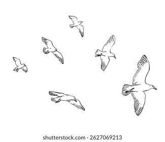 Minimalist vector illustration of six seagulls in flight, viewed from low side angle. Clean black line art on white background captures dynamic bird movement in simple elegant style